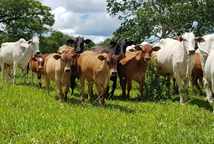 Associação Internacional de Criadores de Montana auxilia produtores com seleção criteriosa do rebanho