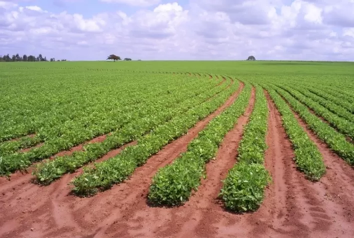 SP usa amendoim para melhorar terra para cana