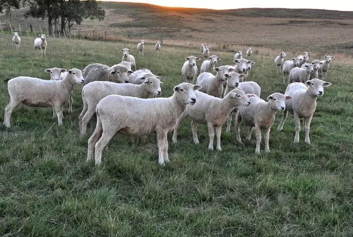Fenovinos começa esta semana com número recorde de inscrições