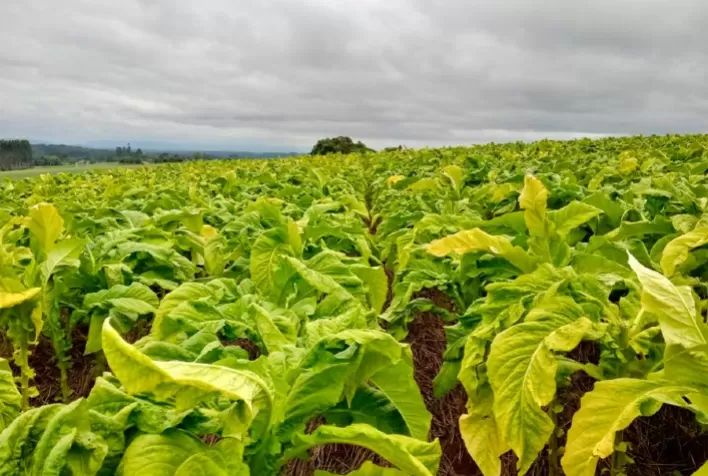 Tabaco gera renda em pequenas áreas