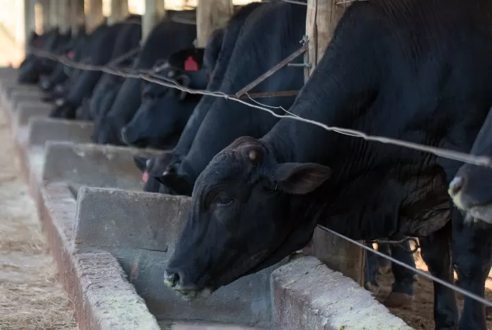 Semiconfinamento sem desperdício: alimentação e manejo são alternativas para incrementar a lucratividade dos produtores de bovinos