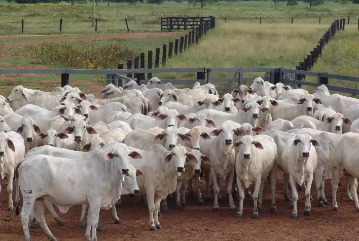 Nutrição de qualidade e genética contribuem para produção de carne mais macia para atender às exigências dos consumidores