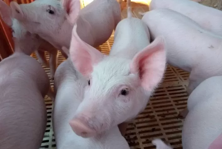 Suplementação vitamínica minimiza efeitos do estresse causados pelo transporte de suínos