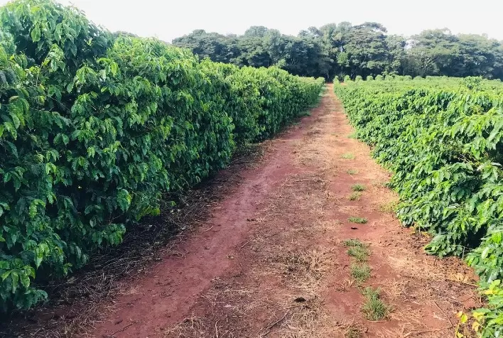 Pequenos produtores de Honduras criam empresa para comercializar café e adubo e conceder empréstimos a mais cafeicultores com o apoio do PROCAGICA