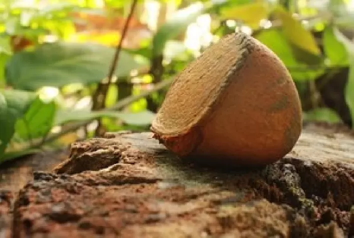 Live da Embrapa vai destacar potencial de produtos florestais não madeireiros para a economia da Amazônia