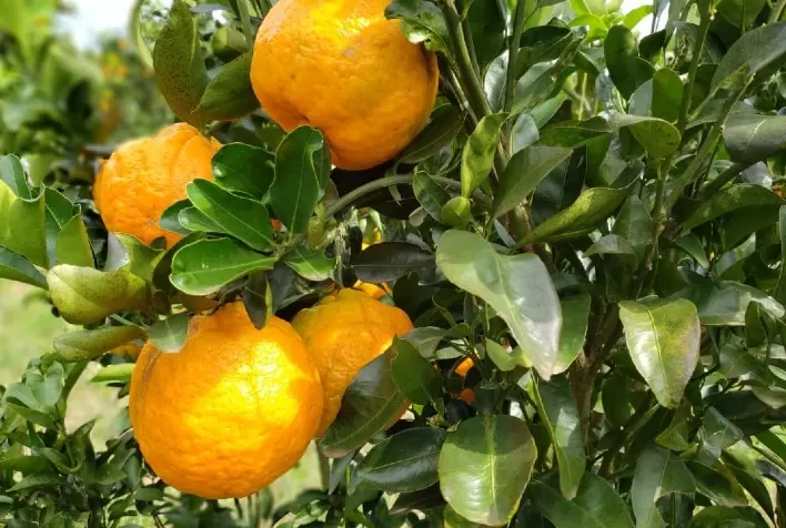 Ponkan do Vale do Ribeira vira ingrediente da gastronomia e poderá ser uma Indicação Geográfica