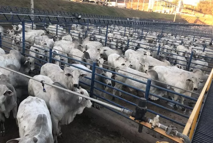 Altas nos preços no mercado do boi gordo