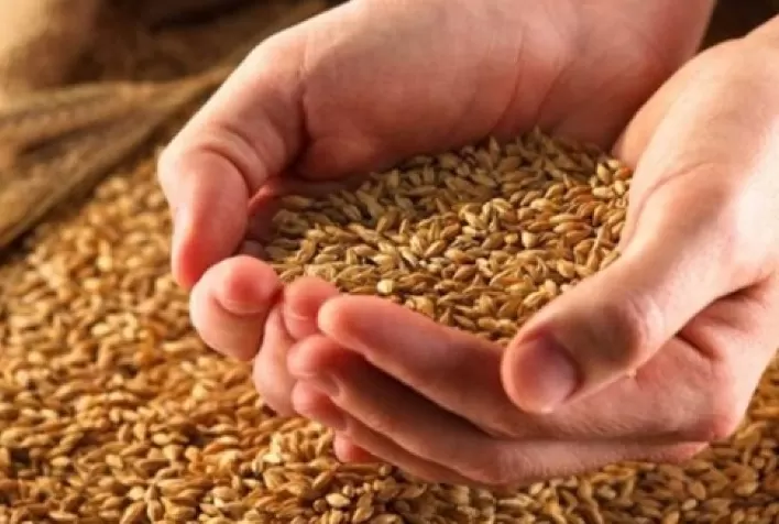 Trigo internacional: Bangladesh analisa comprar 50 mil tons