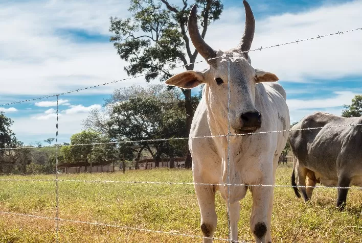 Nova geração de arames farpados Belgo garante ainda mais segurança e economia nas propriedades