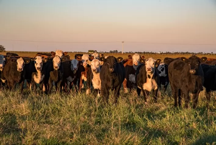 Fórum debate vigilância contra a febre aftosa