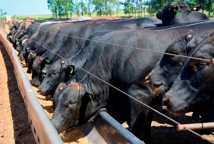 Estudos científicos comprovam eficácia de Forcyl no combate à mastite e às doenças respiratórias em bovinos