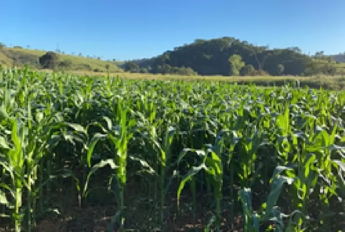 A importância da cultura do milho para o manejo de plantas daninhas resistentes a herbicidas