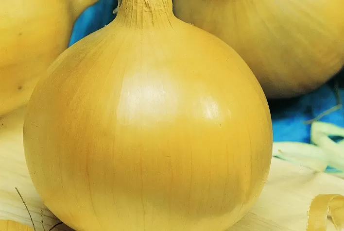 Cebolas Superseed oferecem alta produtividade para o agricultor