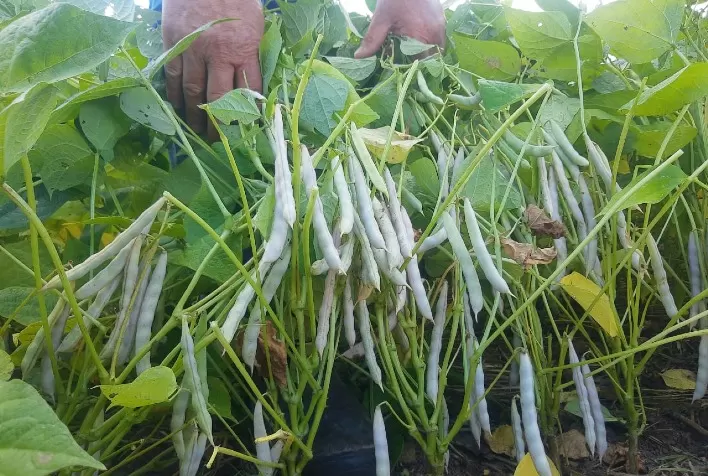 Produção do Sítio Catarinense, em Rio Azul (PR), é cerca de 35% maior com fertilizante Superbac