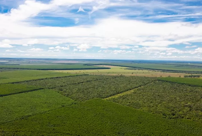 Suzano captura mais de 15 milhões de toneladas de carbono da atmosfera em 2020