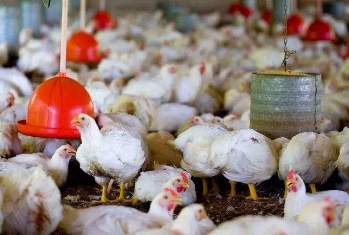 Prosseguem as altas do frango vivo nos mercados paulista e mineiro