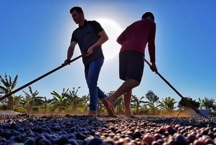 Cafeicultura da Amazônia recebe primeira Denominação de Origem para cafés canéforas sustentáveis do mundo