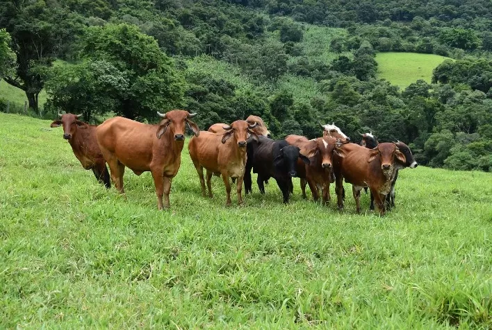 Ministério da Agricultura autoriza prorrogação da vacinação contra a febre aftosa em Minas para até 18/6