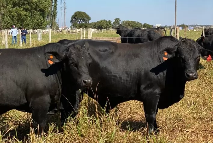 BRANGUS A TODA PROVA: Prova mediu desempenho da raça Brangus