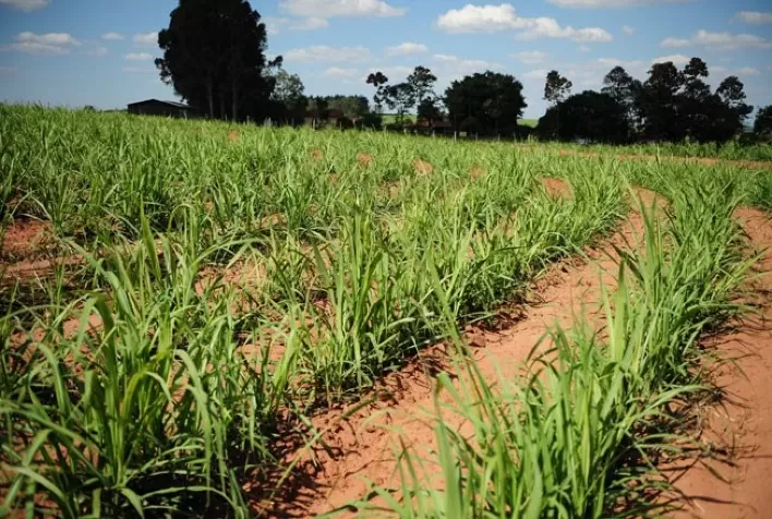 Bayer reforça a importância do manejo de plantas daninhas na cultura da cana