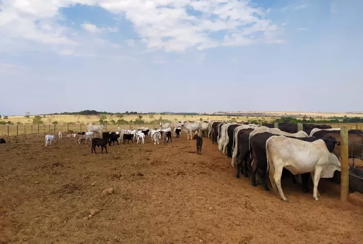 Recria - como reduzir esse período e melhorar a qualidade dos animais