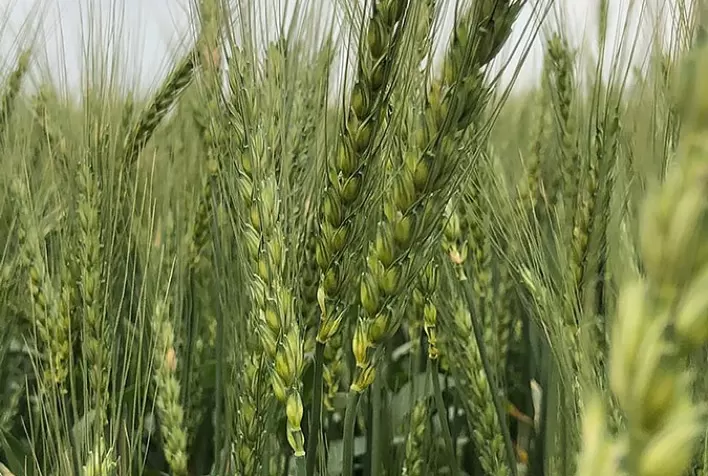 Genética e manejo correto no trigo economizam até R$ 400 por hectare