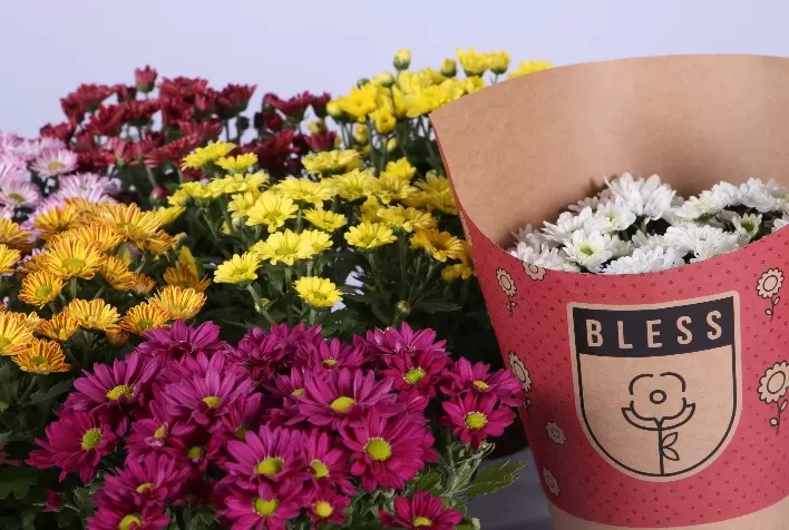 Flores e plantas na forma de coração ajudam namorados a declarar seu amor