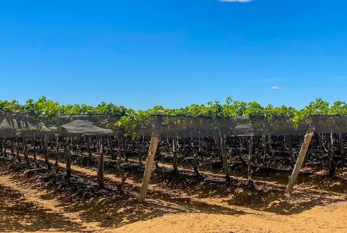 Fruticultura irrigada de alta tecnologia: a mágica do gotejamento na caatinga do Vale do São Francisco