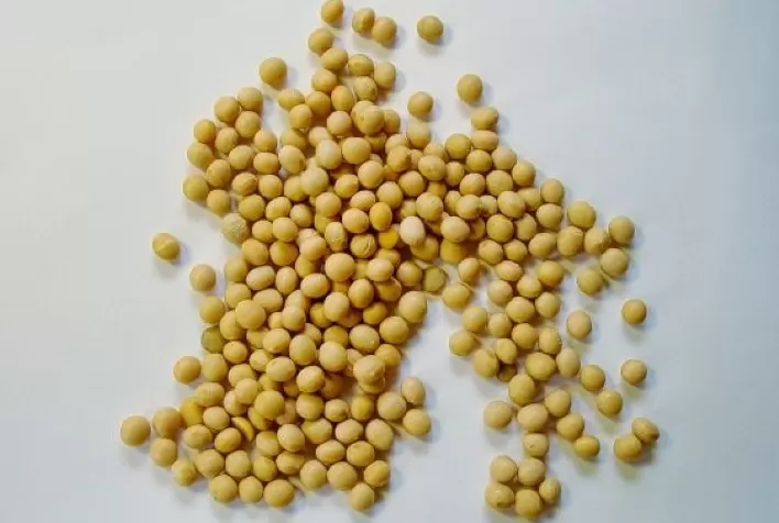 Convence FS: nova solução para o tratamento de sementes que protege o potencial produtivo da lavoura desde o início e na medida certa