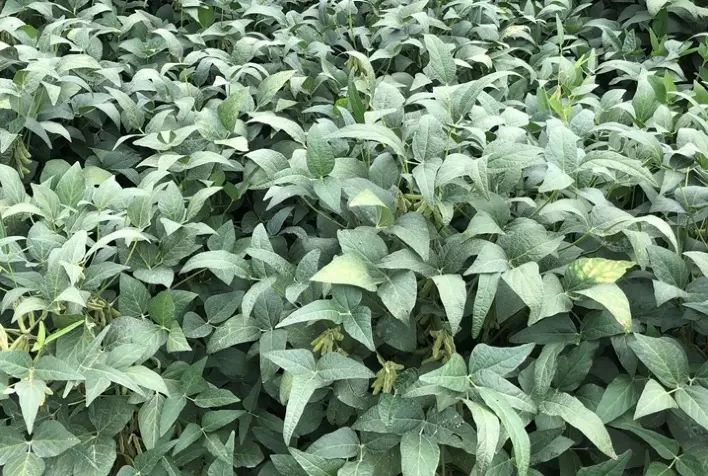 Fosfito de potássio com silício ativa sistemas de defesa das plantas e amplia resultados de fungicidas sistêmicos