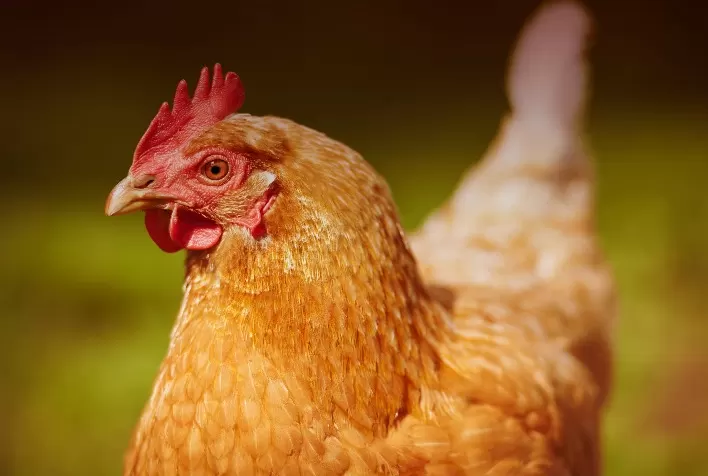 Nutrição e bem-estar impactam na saúde de galinhas poedeiras