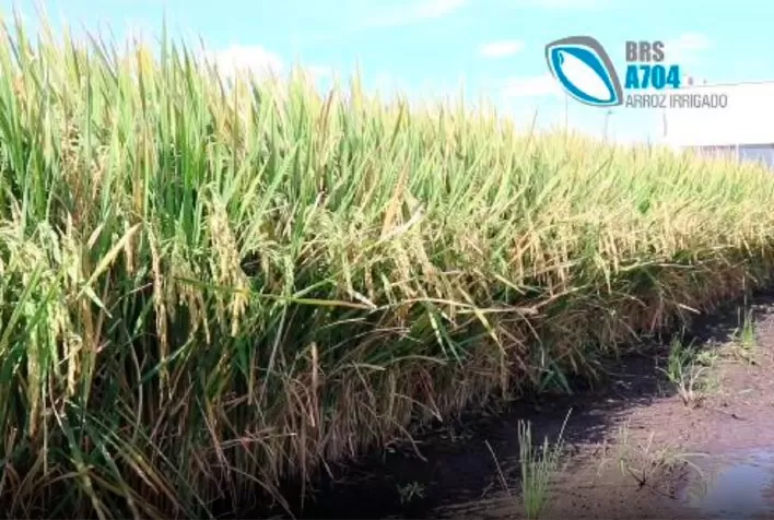 Agrotins 2021 terá lançamento de arroz desenvolvido pela Embrapa e sementeiros do Tocantins