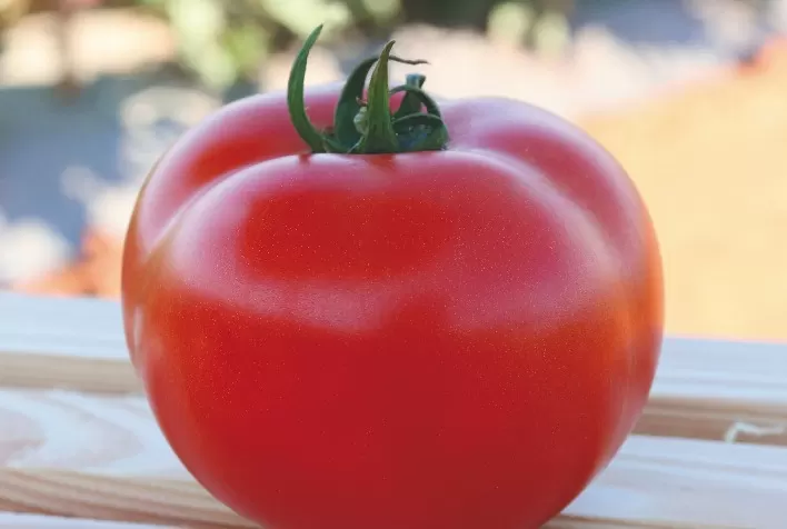 Pesquisas regionais avaliam novos híbridos de tomate visando atender às necessidades do produtor