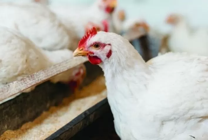 DSM lança nova protease para produção animal