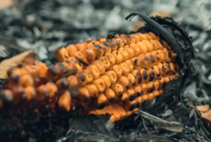 Aprosoja alerta o produtor rural para evitar incêndio na colheita do milho