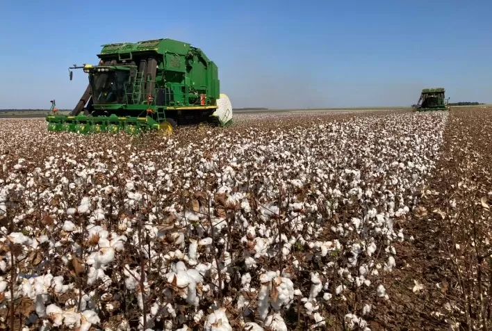 Colheita do algodão segue até agosto em MS e falta de chuvas impacta