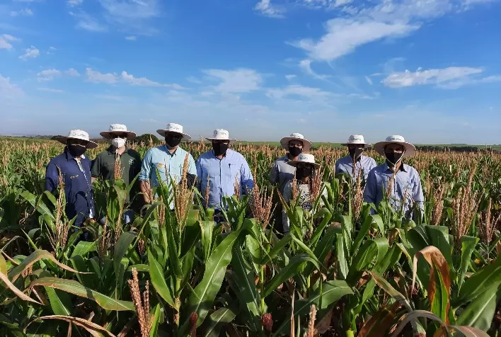 Agricultura natural ganha força no Brasil