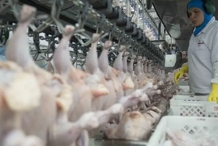 Carne de frango: novos números da SECEX/ME sugerem retrocesso nos embarques da semana