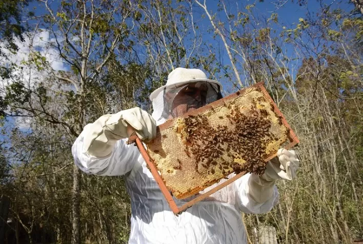 Fipronil é encontrado em 77% das amostras de colmeias com mortandade de abelhas no RS
