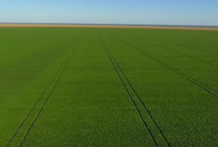 Manejo com biológicos pode promover incremento de até 7 sacas de feijão por hectare