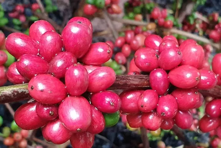 Café: Quênia deve colher 750 mil sacas em 2021/22, diz adido do USDA