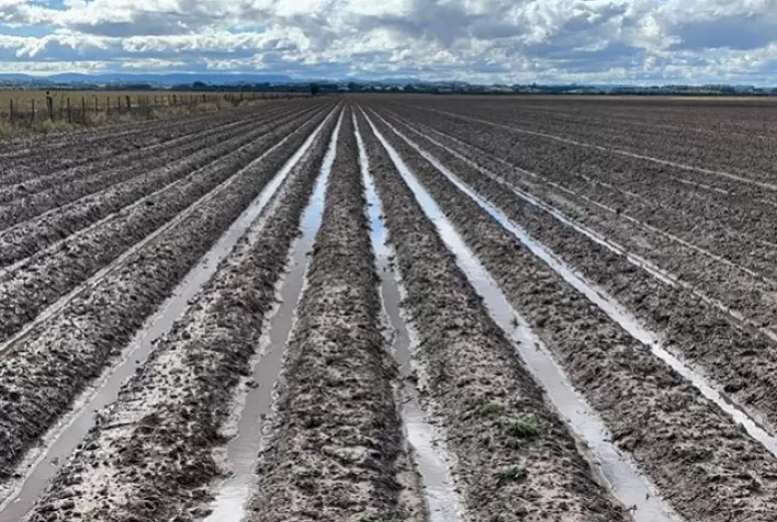 Grãos: técnica aumenta produtividade em até 26 sacas por hectare no Sul