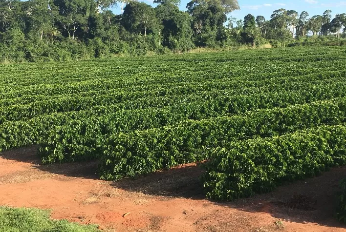 Espírito Santo se destaca como estado com maior área irrigada de café do Brasil