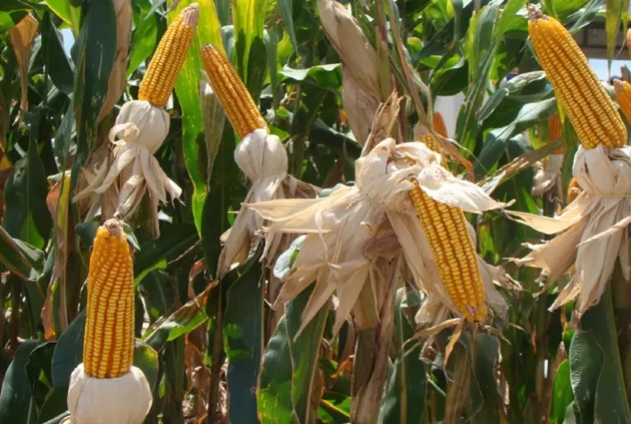 SC é contemplado no Zoneamento Agrícola de Risco Climático para o cultivo do milho