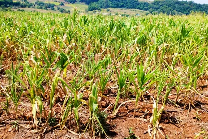 Produtores rurais contam com apoio para minimizar os impactos da estiagem