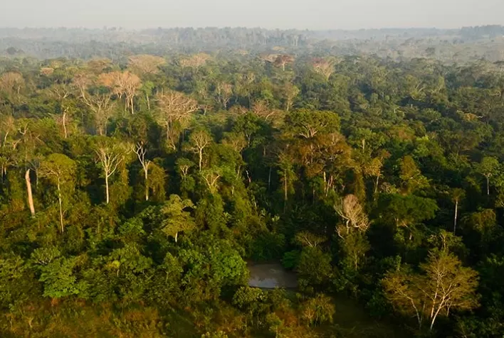 Mapa e BNDES iniciam estudos de concessões florestais na Amazônia