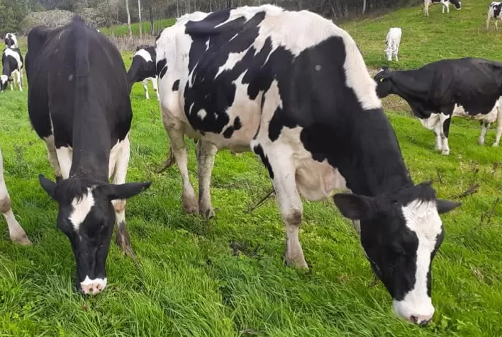 Reforço nas pastagens ajuda a otimizar custos da produção de leite