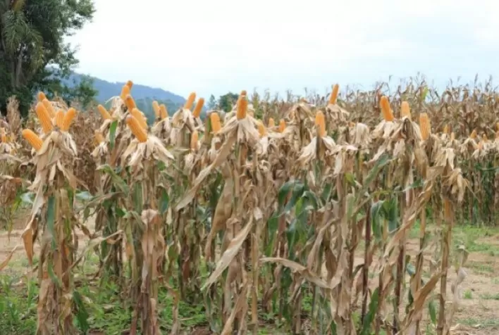 Secretaria da Agricultura inicia distribuição de 200 mil sacas de sementes de milho do Programa Terra Boa