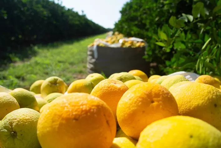 Previsão de Safra: cana e laranja sofrem pequenas oscilações, café está na fase de bienalidade negativa, aponta IEA