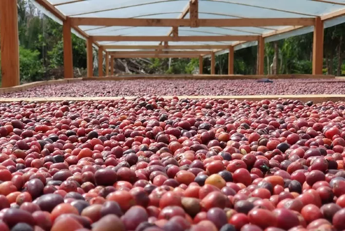 Robustas Amazônicos Finos: quem semeia boas práticas, colhe qualidade